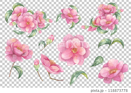 Camellia japonica set in watercolor. Compositions of pink fully blossomed flowers with leaves. Cliparts for cosmetics packaging, textile design, wedding invitations, wall decals, greeting cards, 118873778