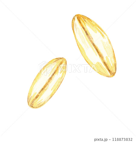 Two individual oat grains. Avena sativa seeds watercolor clipart. This botanical illustration is ideal for use in culinary designs, organic food packaging, and educational botanical resources 118873832