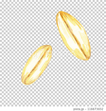 Two individual oat grains. Avena sativa seeds watercolor clipart. This botanical illustration is ideal for use in culinary designs, organic food packaging, and educational botanical resources 118873832