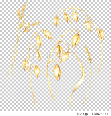 Oat stalks with golden grains and grass. Watercolor clipart. Botanical illustration of avena sativa. Ideal for use in food industry graphics, eco-friendly product branding, and health food packaging Oat stalks with golden grains and grass. Watercolor clipart. Botanical illustration of avena sativa. Ideal for use in food industry graphics, eco-friendly product branding, and health food packaging 118873834