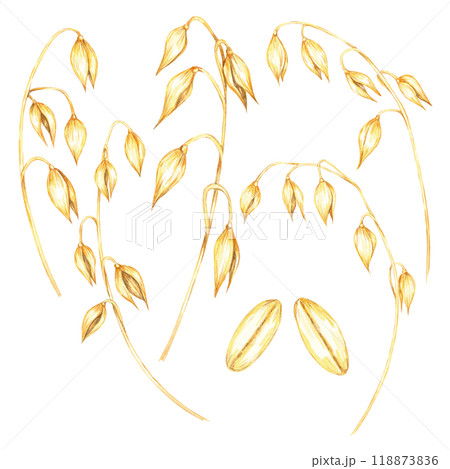 Bundle of oat stalks with golden grains watercolor clipart . Avena sativa botanical illustration of the oat heads and stems. Ideal for food packaging, cosmetic labels, or organic product branding. 118873836