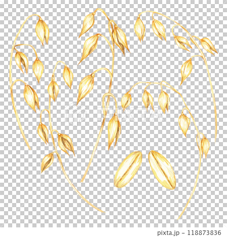 Bundle of oat stalks with golden grains watercolor clipart . Avena sativa botanical illustration of the oat heads and stems. Ideal for food packaging, cosmetic labels, or organic product branding. 118873836