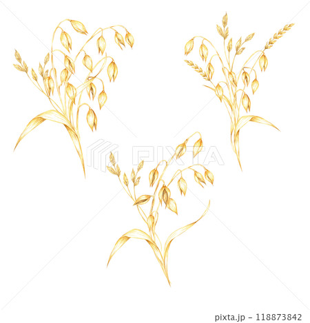 Set of oat cereal plant compositions. Avena sativa bouquets. Watercolor clipart bundle. Ideal for use in botanical prints, organic product packaging, cosmetics or eco-friendly merchandise designs 118873842