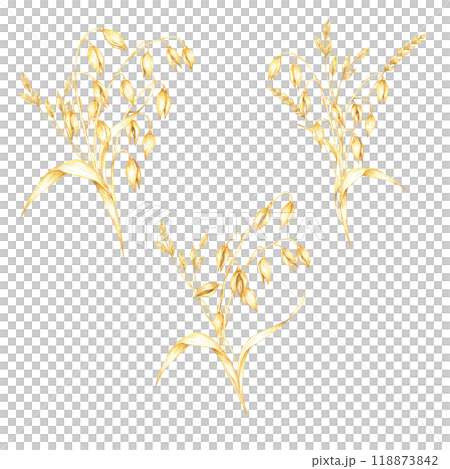 Set of oat cereal plant compositions. Avena sativa bouquets. Watercolor clipart bundle. Ideal for use in botanical prints, organic product packaging, cosmetics or eco-friendly merchandise designs 118873842