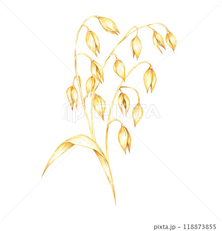 Oat stalk with dense clusters of golden-yellow grains and leaf. Cereal watercolor clipart. Ideal for use in agricultural-themed products, healthy food packaging, or natural wellness branding 118873855