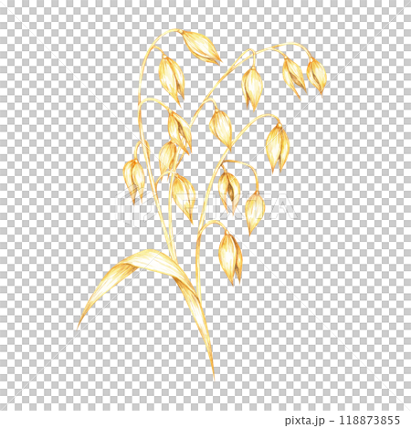 Oat stalk with dense clusters of golden-yellow grains and leaf. Cereal watercolor clipart. Ideal for use in agricultural-themed products, healthy food packaging, or natural wellness branding 118873855