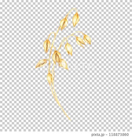 Simple oat stem with only a few golden-yellow grains. Avena sativa clipart. Watercolor minimalist design for natural food product labels, eco-conscious branding, or sustainable fashion products 118873860