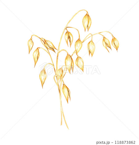 Oat stem with densely packed golden-yellow grains. Avena sativa watercolor illustration. Oats bouquet clipart for agricultural-themed merchandise, cereal packaging, or herbal supplement labels 118873862