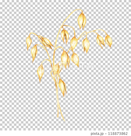Oat stem with densely packed golden-yellow grains. Avena sativa watercolor illustration. Oats bouquet clipart for agricultural-themed merchandise, cereal packaging, or herbal supplement labels 118873862