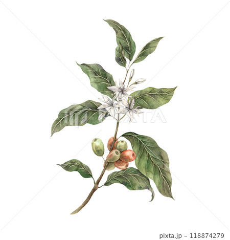 Coffee plant, with tropical green leaves and red coffee fruits. Ripe coffee berries with white flowers. Hand drawn watercolor illustration, for shop, cafe, banner, postcard, coffee packaging design 118874279