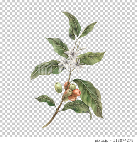 Coffee plant, with tropical green leaves and red coffee fruits. Ripe coffee berries with white flowers. Hand drawn watercolor illustration, for shop, cafe, banner, postcard, coffee packaging design 118874279