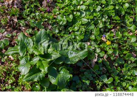 Cuckoopint or Arum maculatum arrow shaped leaf, woodland poisonous plant in family Araceae. arrow shaped leaves. Other names are nakeshead, adder's root, arum, wild arum, arum lily, lords-and-ladies 118874448