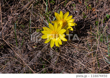 Pheasant's eye, or yellow pheasant's eye Adonis vernalis blooming in spring steppe 118874450