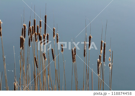 Swamp cattails Typha angustifolia Broadleaf brown flowers in spring season. Rush on a swamp, near a lake Swamp cattails Typha angustifolia Broadleaf brown flowers in spring season. Rush on a swamp, near a lake 118874458