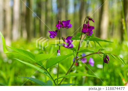 Lathyrus vernus in bloom, early spring vechling flower with blosoom and green leaves growing in forest, macro 118874477