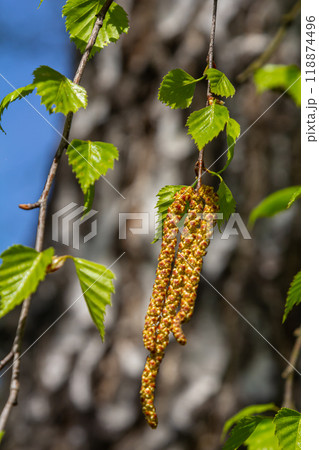 A birch branch with green leaves and earrings. Allergies due to spring blooms and pollen 118874496