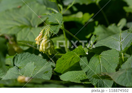Flowering Symphytum tuberosum in the forest, spring-early summer, natural environment. Medicinal plant 118874502