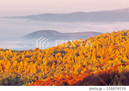 mountain landscape in autumn with morning fog in the valley. rolling hill with forest in fall colors. golden season in transcarpathia. amazing cloud inversion 118874539