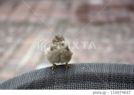 portrait of young sparrow standing on wooden chair at the restaurant terrace 118874687