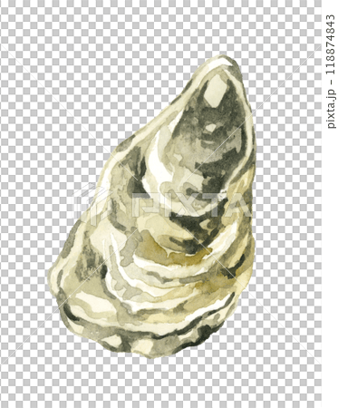Oysters - Hand-drawn watercolor illustrations of cuisine and food 118874843