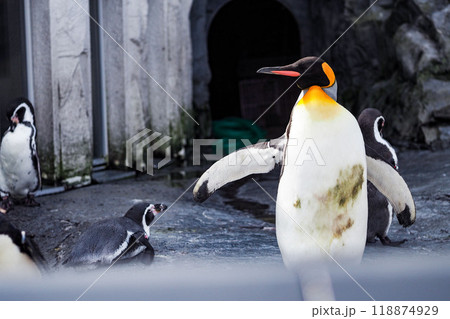 翼を広げる皇帝ペンギン 118874929