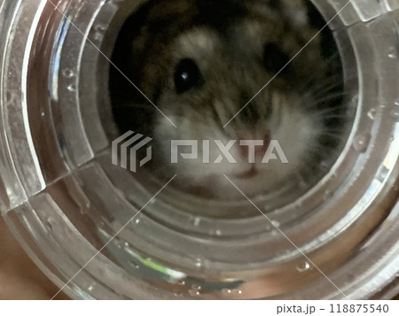 カメラを見るハムスター カメラを見るハムスター 118875540