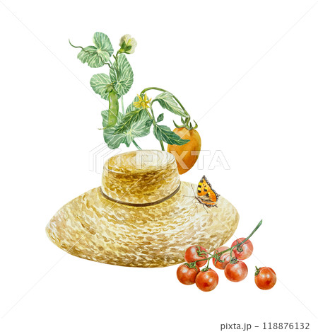 Straw hat in vegetable garden with tomatoes, peas, butterfly. Hand drawn watercolor illustration isolated on white. For cards and invitations on Vegetarian and Harvest Day, labels, posters, banners. Straw hat in vegetable garden with tomatoes, peas, butterfly. Hand drawn watercolor illustration isolated on white. For cards and invitations on Vegetarian and Harvest Day, labels, posters, banners. 118876132