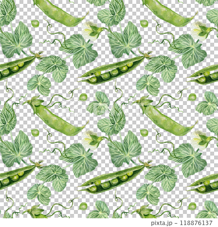 Peas seamless pattern. Pods, beans, flowers, leaves. Hand drawn watercolor illustration isolated on white. For wrapping paper, textile, covers, fabric, wallpaper, scrapbooking. Peas seamless pattern. Pods, beans, flowers, leaves. Hand drawn watercolor illustration isolated on white. For wrapping paper, textile, covers, fabric, wallpaper, scrapbooking. 118876137