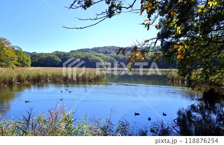 秋深い一碧湖風景 秋深い一碧湖風景 118876254