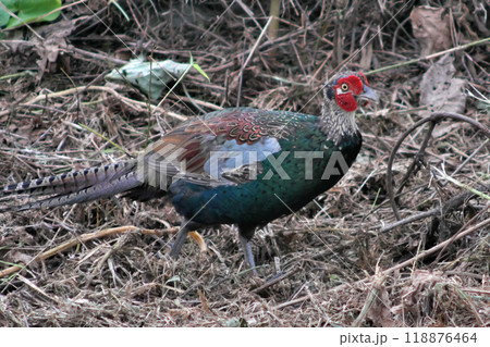野生のキジ② 118876464