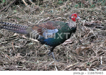 野生のキジ① 野生のキジ① 118876465