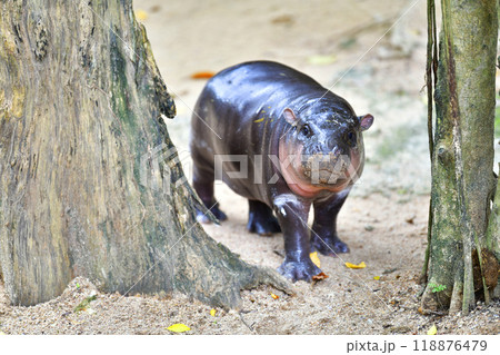 A female dwarf Pygmy hippo in Khao Kheow Open Zoo , Chonburi Thailand A female dwarf Pygmy hippo in Khao Kheow Open Zoo , Chonburi Thailand 118876479