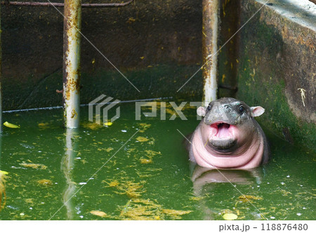 A female dwarf Pygmy hippo in Khao Kheow Open Zoo , Chonburi Thailand 118876480