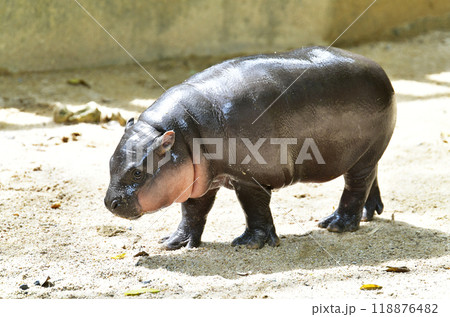 A female dwarf Pygmy hippo in Khao Kheow Open Zoo , Chonburi Thailand 118876482