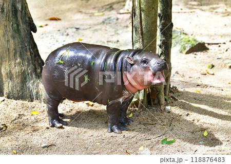 A female dwarf hippopotamus named "Moo Deng" in Khao Kheow Open Zoo in Chonburi Thailand A female dwarf hippopotamus named "Moo Deng" in Khao Kheow Open Zoo in Chonburi Thailand 118876483