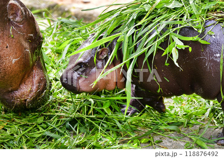 Mother and baby Pygmy hippo in Khao Kheow Open Zoo , Chonburi Thailand 118876492