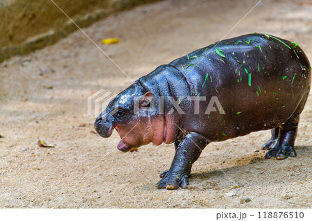 A female dwarf Pygmy hippo in Khao Kheow Open Zoo , Chonburi Thailand 118876510