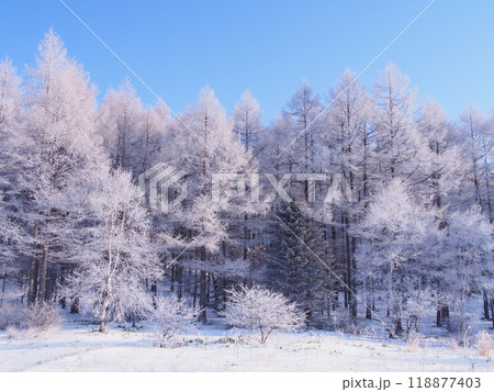 湯ノ丸高原のカラマツの霧氷 118877403