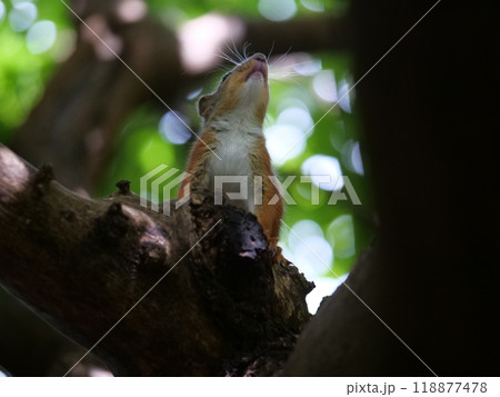 上が気になる二ホンリス 118877478