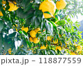 実りの柚子 118877559