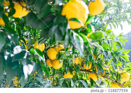 実りの柚子 118877559