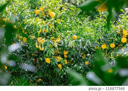 実りの柚子 118877560
