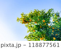 実りの柚子 118877561
