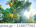 実りの柚子 118877562