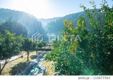 実りの柚子 118877563