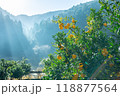 実りの柚子 118877564