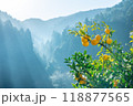 実りの柚子 118877565