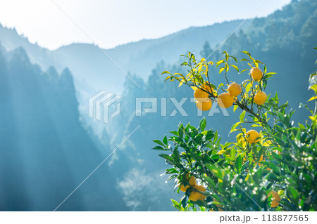 実りの柚子 118877565