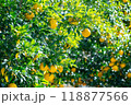 実りの柚子 118877566