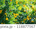 実りの柚子 118877567